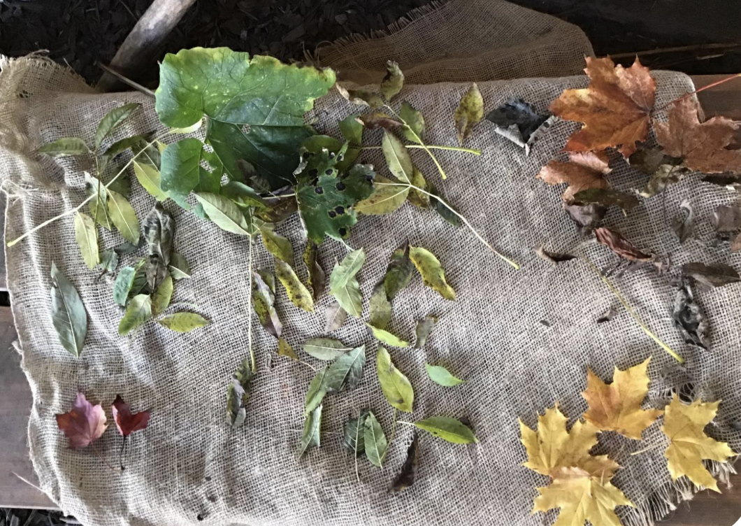 A photo of leaves on a table, sorted into groups by their colours.