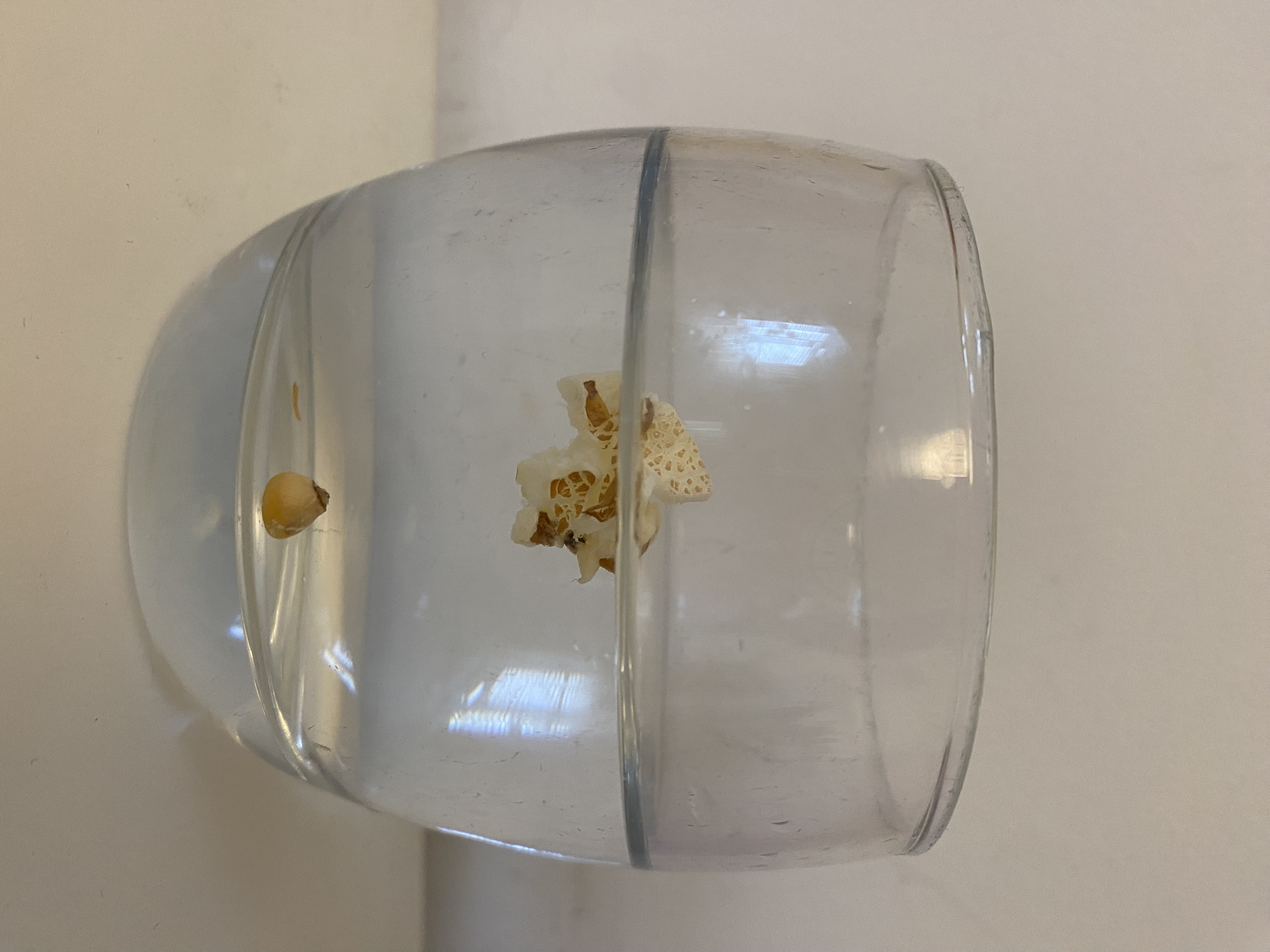 A glass with a popped piece of popcorn floating on the surface and a popcorn kernel at the bottom.