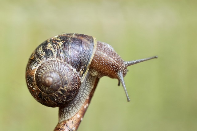 A snail shell.