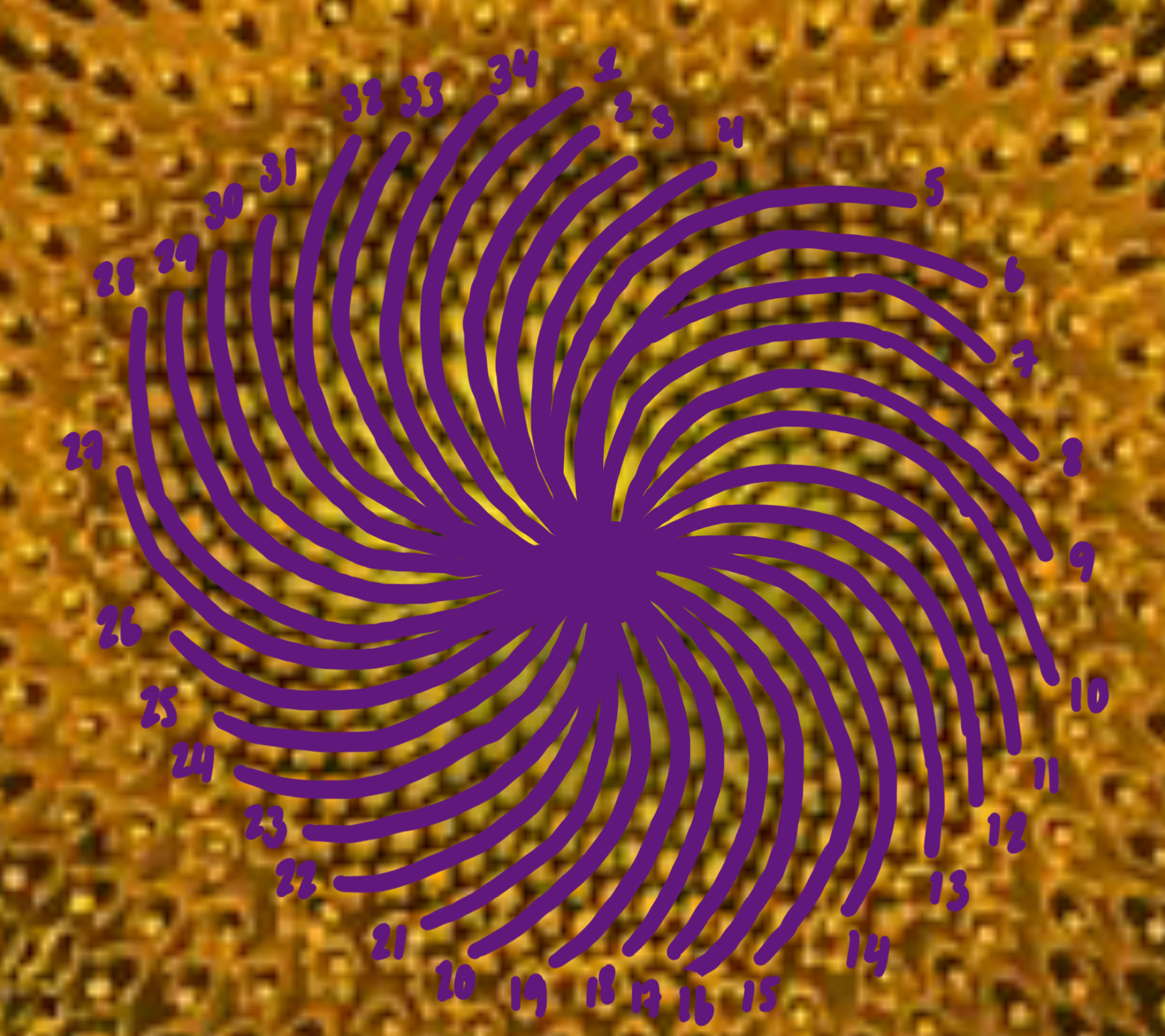 Spirals on a sunflower.