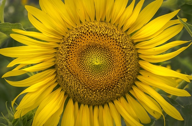A sunflower.